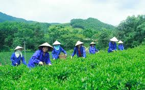 Thái Nguyên khẳng định vị thế “Đệ nhất danh chè”