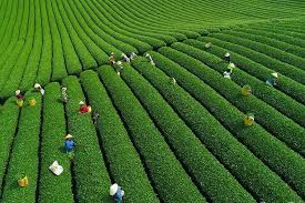 Thái Nguyên: Phát triển chè bền vững
